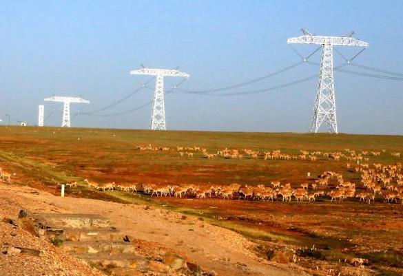 可可西里藏羚羊开始大规模回迁