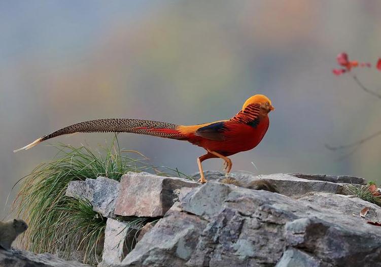 #���ӡ�������1��ż��