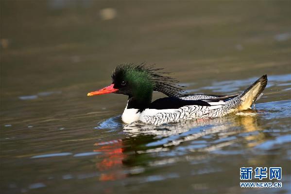 ����������1���л���ɳѼ�ɵ���ԴԽ��